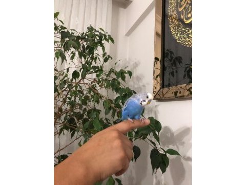 Yarı evcil erkek muhabbet kuşu