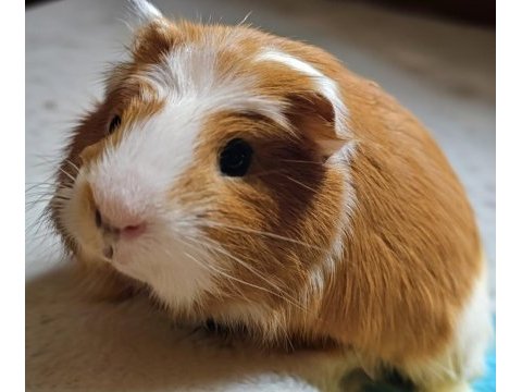 Guinea pigimize acil yuva arıyoruz