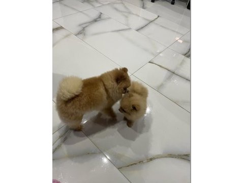 50 günlük erkek pomeranian kendi yavrumuz
