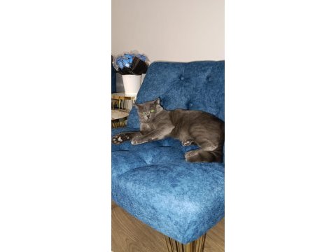Oyun arkadaşı british shorthair