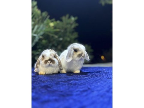 Safkan cüce mini lop ve hollanda lop tavşan gönderim var