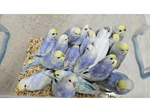 Sezonun son muhabbet bebekleri açıklamayı okuyun