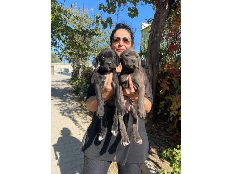 Muhteşem irilikte güçlü cane corso yavrular