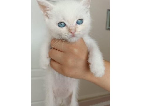 British shorthair yavruları