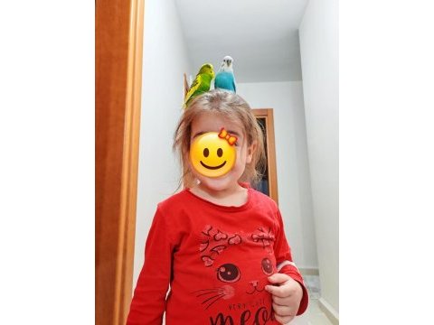 Eğitim vermek için tam zamanı uysal muhabbet kuşu