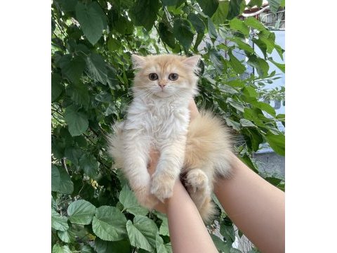 Safkan british longhair by12 ve ny12 yavrular