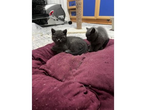 British shorthair yavrumuz yeni ailesini arıyor