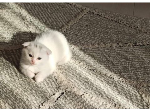 Scottish fold maviş dişi yavru