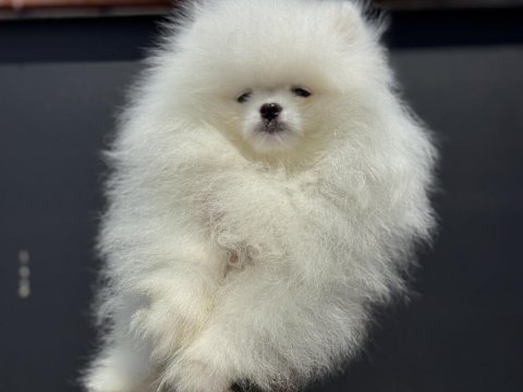 Show kalite sçr li pomeranian boo yavrularımız