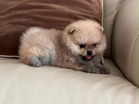 Pomeranian boo teddy bear orange