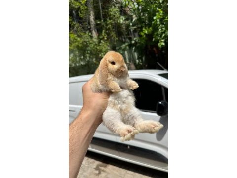 Safkan hollanda mini ve cüce tavşanlar her yere gönderim