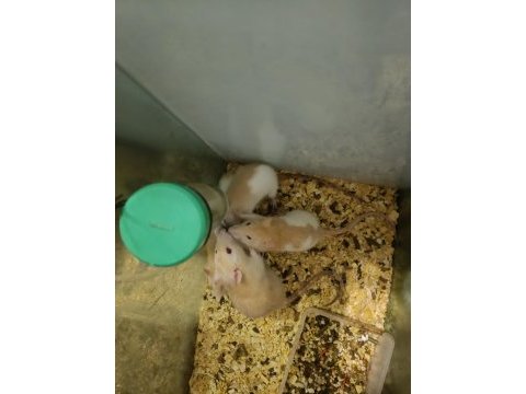 Rat ve lab faresi