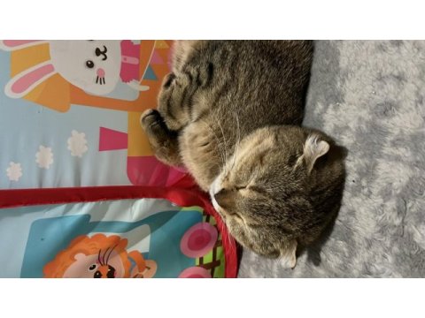 Kırık kulak scottish fold kızımıza yuva