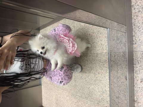 Pomeranian boo 6 aylık dişi