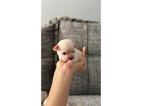 Chihuahua beyaz yavrular