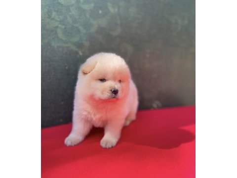 Chow chow yavrularımız için ulaşabilirsiniz çin aslanı