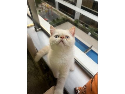 Show kalite ırk garantili exotic shorthair bebeğimiz