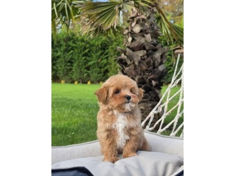 Eğitilebilir maltipoo yavruları ile evinize neşe katın