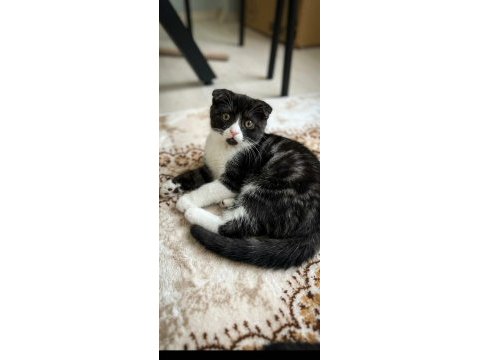 Bakmadan geçmeyin scottish fold yavrularımıza