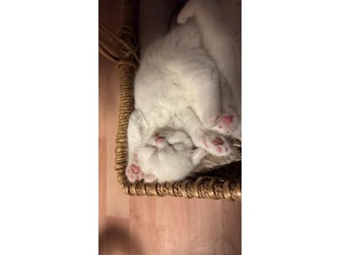 Scottish fold kedimize yeni güzel aileler arıyoruz acil