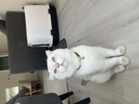 7 aylık blue point scottish fold yeni yuvasını arıyor