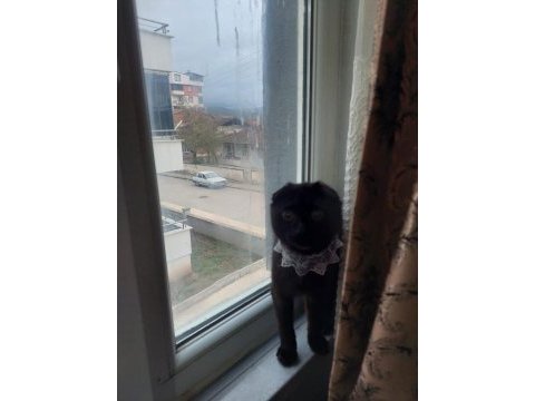 Siyah scottish fold