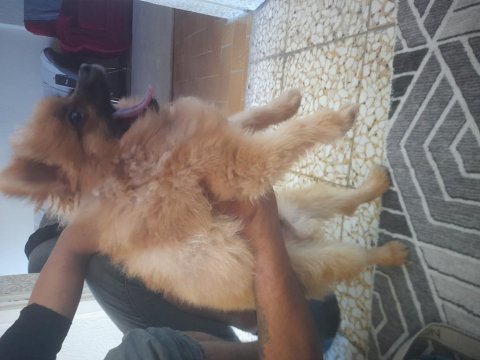 Sahiplenmek isteyenler için pomeranian