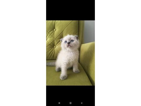 Scottish fold blue point dişi