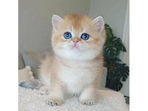 Çek bebeksi tenimi çek golden british shorthair
