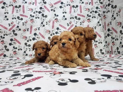 Toy poodle yavru köpekler
