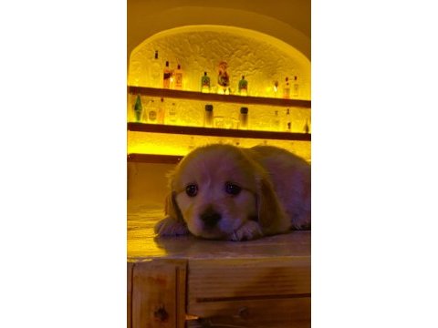 Maltipoo yavruları