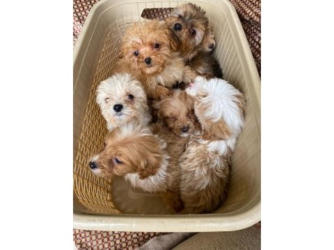 Tatlı maltipoo minikler