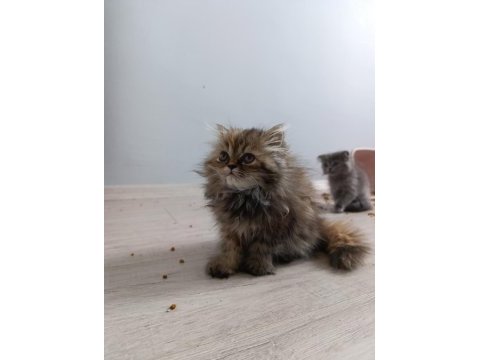 Güzel pamuklarım