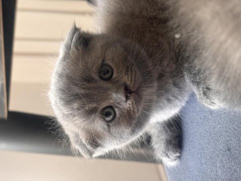 Scottish fold kediler