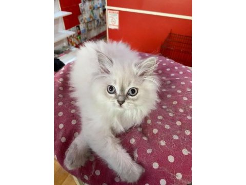 British shorthair minik cana yakın erkek yavrular