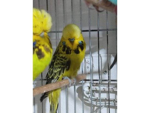 Jumbo ve show muhabbet kuşlar