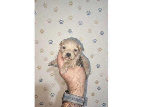 Teacup üst kalite maltipoo bebeler