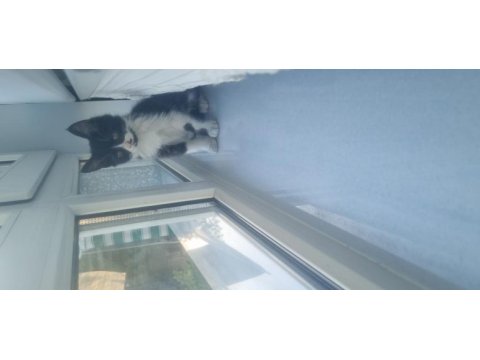 Tekir kedi