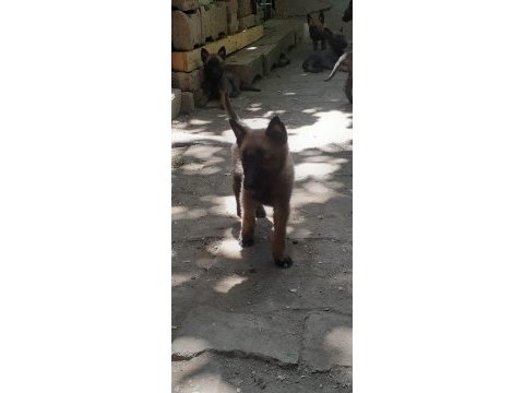 Belçika kurdu malinois yavru