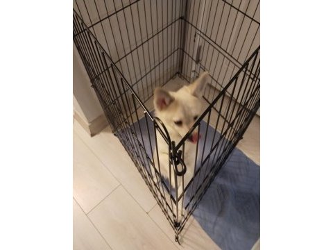 Pomerrion kırması