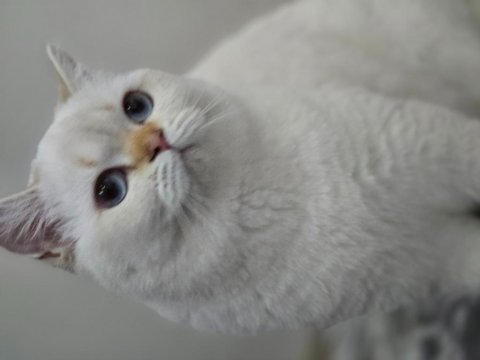 1 yaşında dişi british shorthair