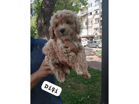 Pet eğitimli poodle yavrular