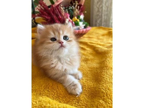 Elit safkan british dişi kedi isteyenlere
