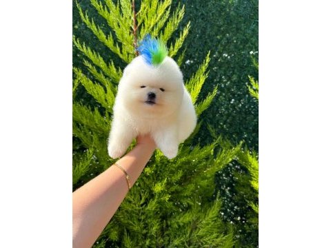 Üst kalite teddy bear garantili pomeranian yavrularım