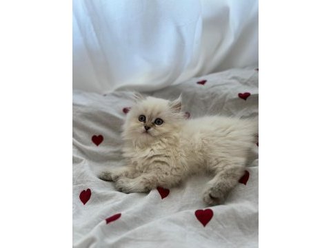 Dişi son kalan yavru british longhair