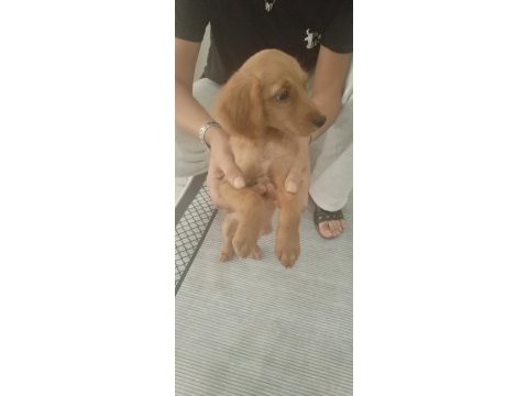 2 aylık dişi poodle