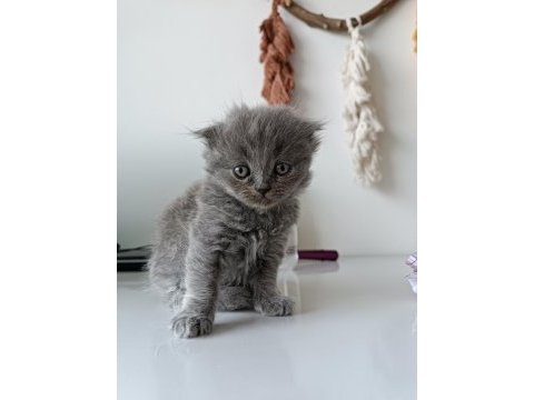 Yavrularımız scottish fold