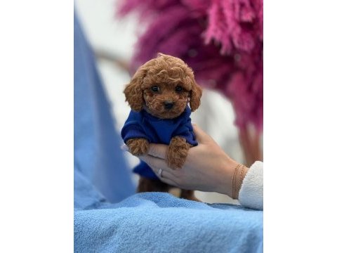 Toy poodle bebek köpeklerimiz