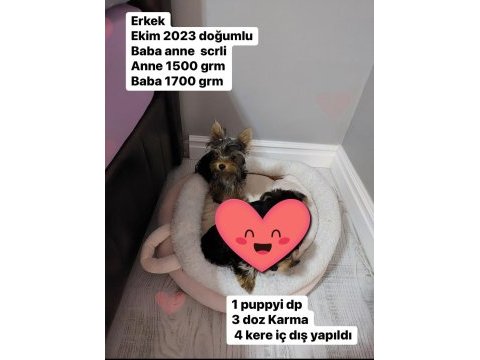 Kilo garantili yorkshire terrier yavrular