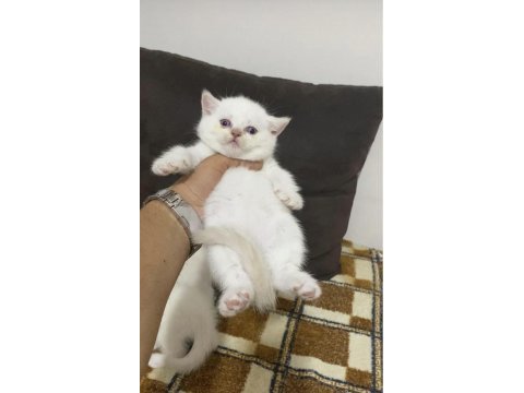 Safkan ayı surat orjinal ırk yavrularımız